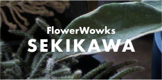 FLOWER WOWKS SEKIKAWA